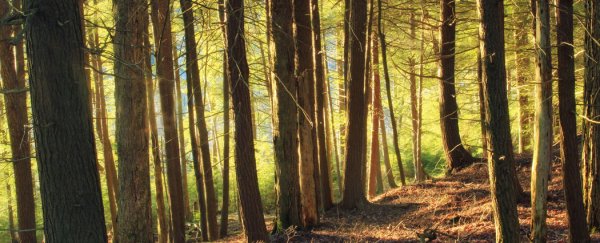 Access to nature may be vital for mental health, study finds