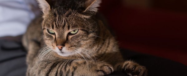 Your cat doesn’t really need you around after all, study finds