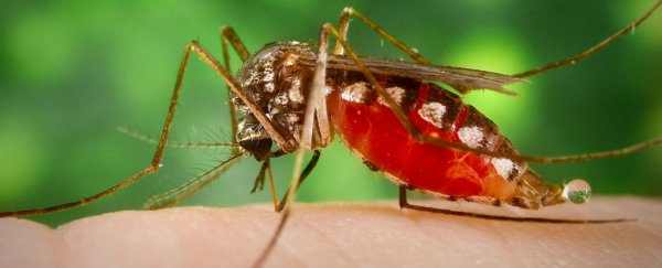Three new Zika vaccines offer complete protection from virus in primates