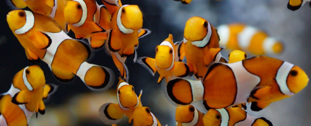 Pioneering Review of 632 Ocean Studies Says Marine Food Chain Will ... Biology Diagrams
