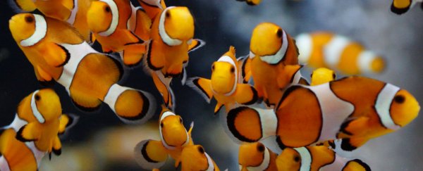 Pioneering review of 632 ocean studies says marine food chain will collapse
