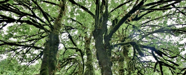New rainforests absorb 11 times as much carbon as old-growth, study finds
