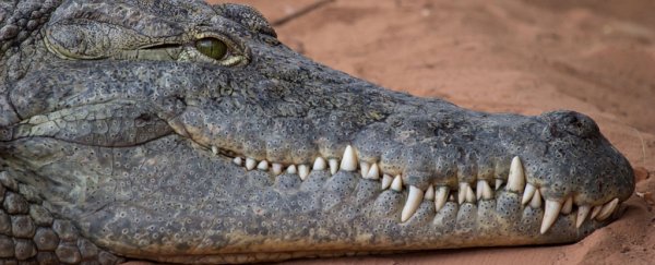 Crocodiles can sleep with one eye open – literally – study finds