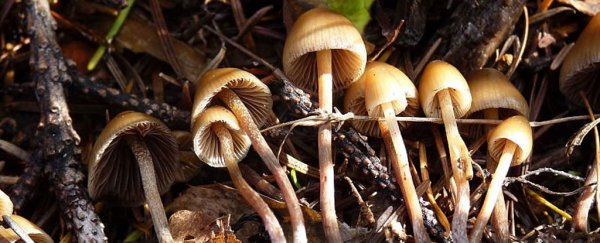 Magic mushrooms are helping cancer patients deal with the fear of dying
