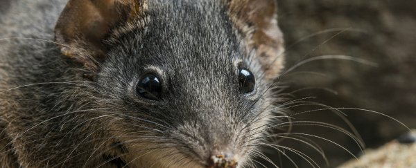 Scientists find two new marsupial species that mate themselves to death