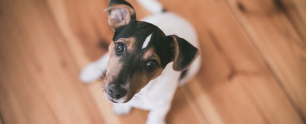 Having a pet in the family could help prevent obesity and allergies in children