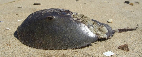 500 dead horseshoe crabs have mysteriously washed up in Japan