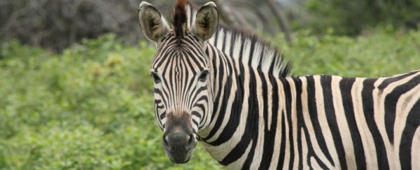 Here's why zebras have never been domesticated