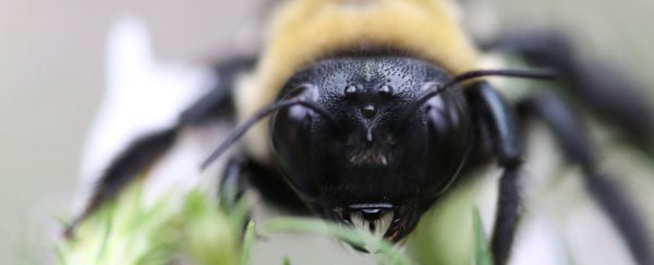 In Australia, bees and wasps are more dangerous than spiders and snakes