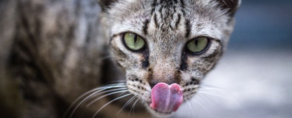 Australian national parks staff admit to luring feral cats with KFC