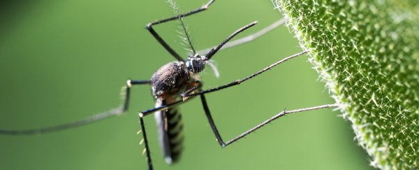 WHO calls emergency meeting with Zika virus "spreading explosively" through Americas