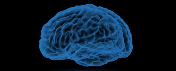 Our brains prioritise playback of high-reward memories, study finds