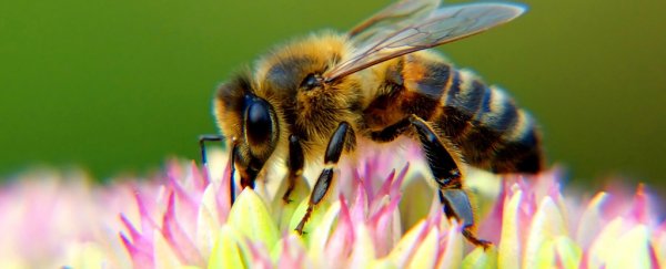 The world’s pollinators are dying out, and all our favourite foods could go with them