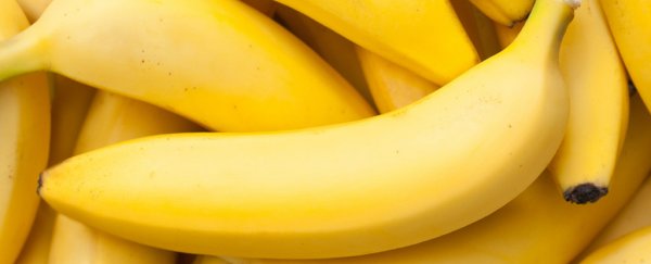 A group of scientists plans on paying young women $900 to eat genetically modified bananas