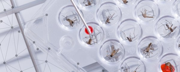 WHO confirms genetically modified mosquitoes may be used to combat Zika threat