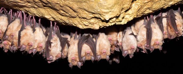 Bats from a single cave in China have all the building blocks of a SARS epidemic