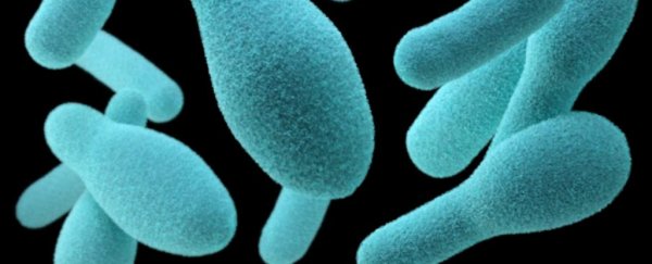 Gut bacteria could be affecting the body's response to a new type of cancer treatment