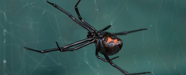 Scientists have identified a virus with DNA stolen from a black widow spider