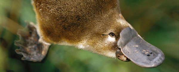 Platypus venom could be the future of diabetes treatments