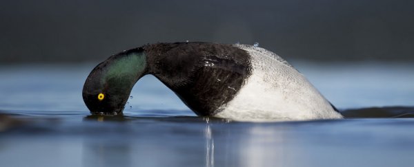 Duck penises vary a lot in size and growth, and that's actually really bizarre