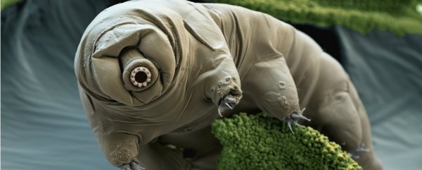 The tardigrade genome has been sequenced, and it's even weirder than we thought