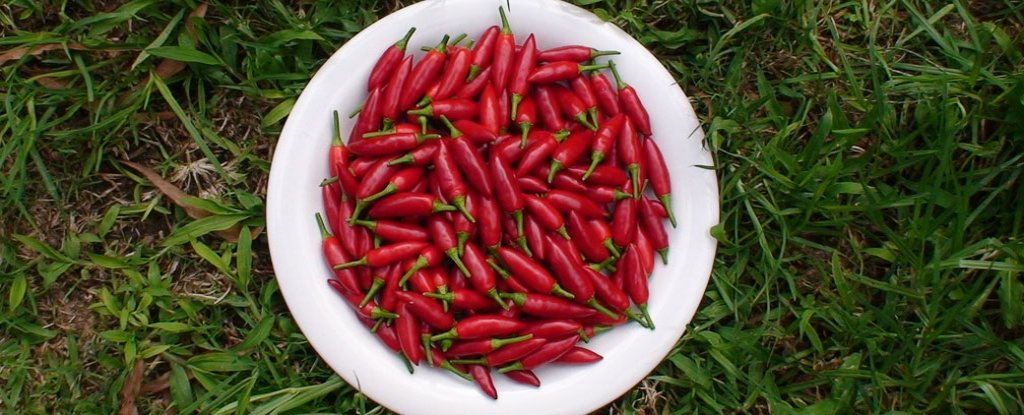 Here s How Hot Chilli Could Help Us To Beat Obesity ScienceAlert here-s-how-hot-chilli-could-help-us-to-beat-obesity-sciencealert