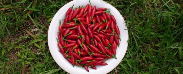 Here’s how hot chilli could help us to beat obesity