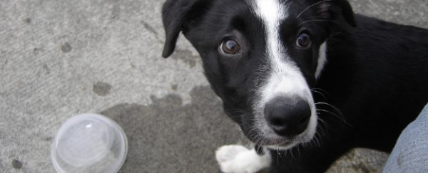 WATCH: Why dogs are messier drinkers than cats