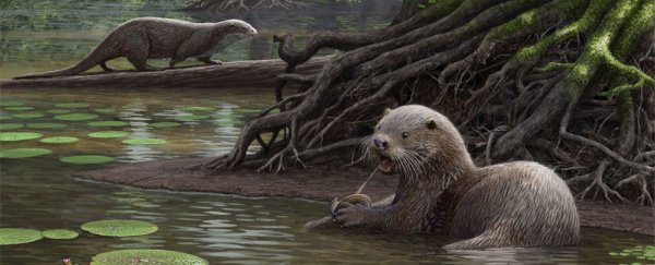 Giant, wolf-sized otters roamed the swamps of China 6 million years ago