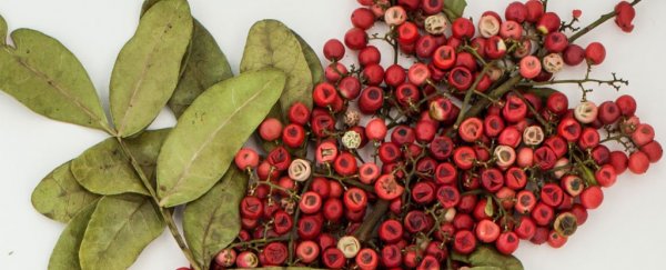 These Brazilian red berries could hold the key to fighting deadly superbugs