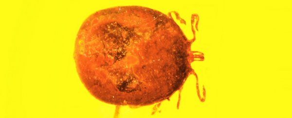 This ancient tick is engorged on the oldest mammal blood ever discovered