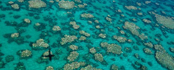 The Great Barrier Reef can no longer be saved by current efforts, Scientists Warn