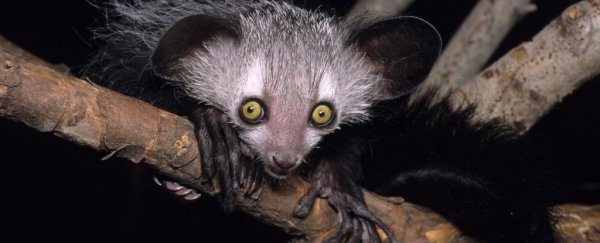 Scientists find even lemurs and slow lorises like their alcohol as strong as possible