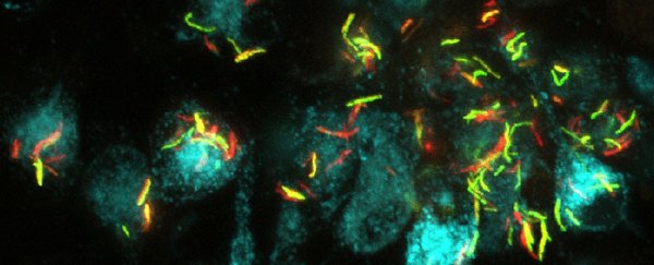 A centuries-old Chinese herbal medicine could help us to fight TB