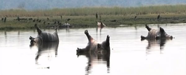 Anthrax outbreak suspected to have killed more than 100 hippos in Namibia