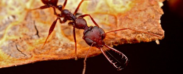 Spring-loaded ant jaws snap shut on prey 700 times faster than you can blink