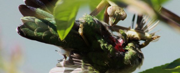 Praying mantises are killing birds and devouring their brains all over the world