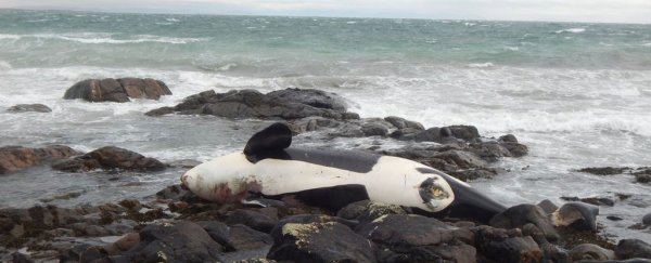This orca died with one of the highest concentrations of PCB ever seen in a marine mammal