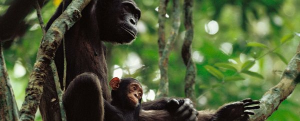 For the first time, scientists have filmed chimpanzees teaching their young to use tools