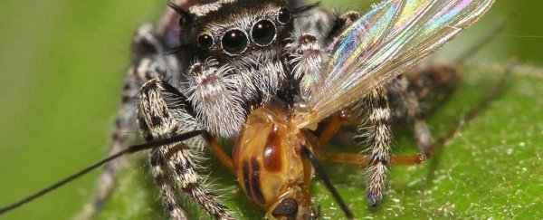 Spiders eat more each year than all humans put together