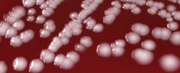 The 12 deadliest drug-resistant bacteria have officially been ranked