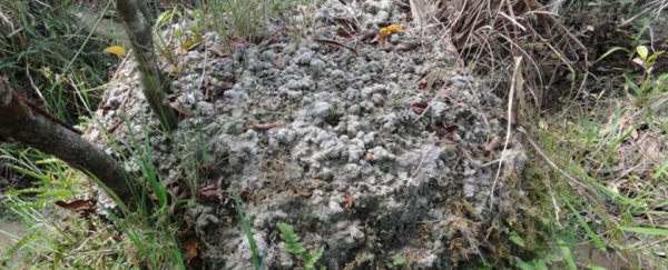 Scientists just solved the mystery of these weird South American mounds: they're worm poop
