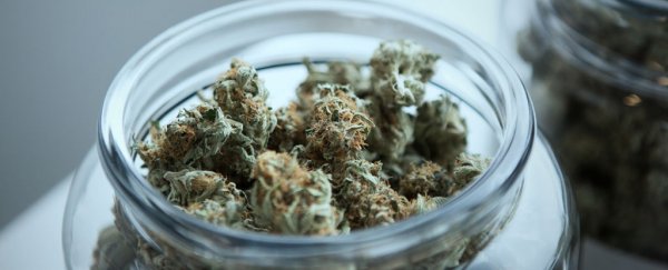 New results show low daily doses of cannabis could actually improve memory