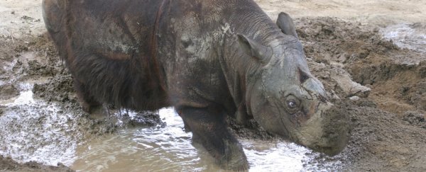 The Sumatran rhino has been on the brink of extinction for 10,000 years