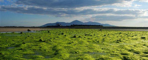 We should all be eating seaweed every day, say food experts