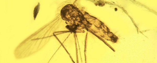 The origins of malaria have been traced to the age of the dinosaurs
