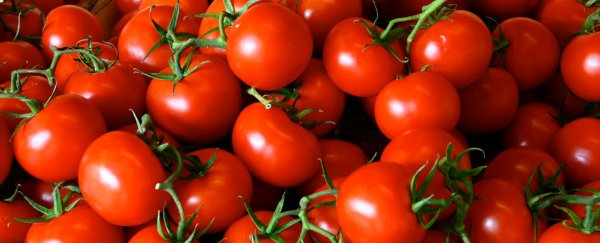 Scientists figure out how to make supermarket tomatoes taste like actual tomatoes