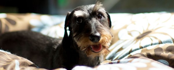 Dogs were domesticated twice in separate parts of the world, study finds