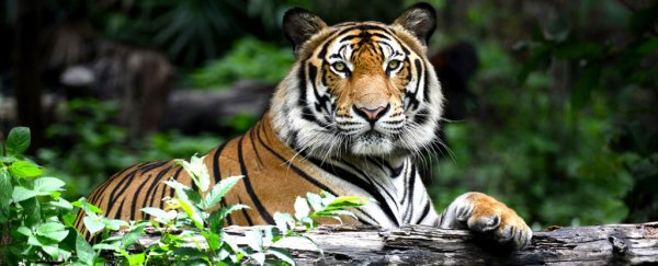 The world tiger population has increased for the first time in 100 years