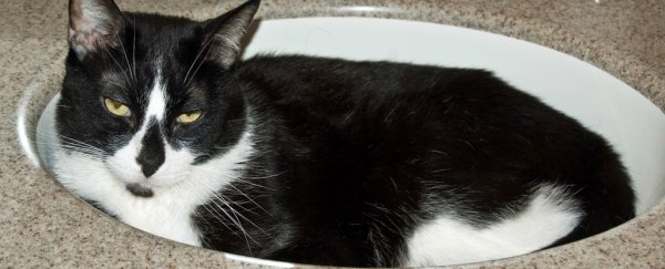 Study suggests your pet cat is probably just as neurotic as you are